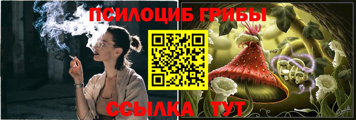 Псилоцибиновые грибы Psilocybe  Северобайкальск 